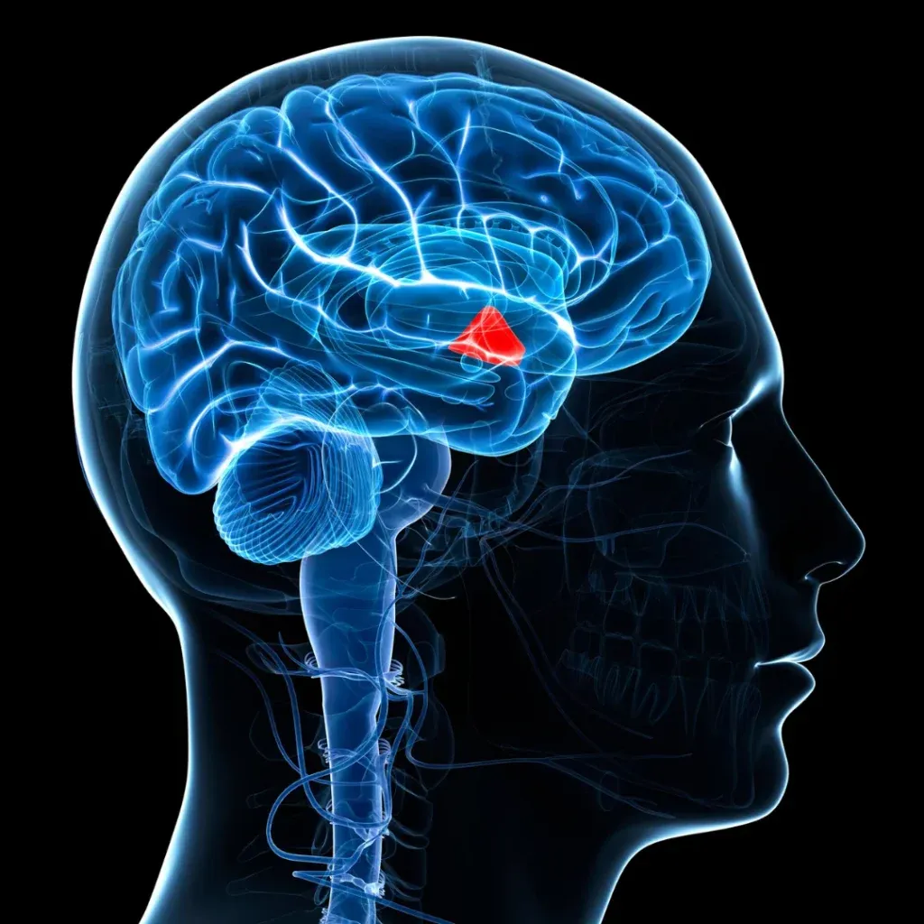 Brain and Hypothalamus